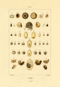 Ovology，1833-39 作者 法语学校
